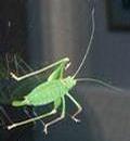 _english-country-garden_com_a_i_animals_speckled-bush-cricket-3.jpg