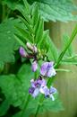 _english-country-garden_com_a_i_flowers_bush-vetch-5.jpg