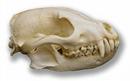 _skullsunlimited_com_graphics_bush-dog-skull-lg.jpg