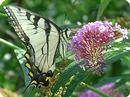 nationalzoo_si_edu_Animals_BackyardBiology_PlantoftheMonth_images_butterflybush1.jpg