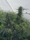 _ganja_co_uk_cannabis-seeds_sensi_guerrillas-gusto.jpg