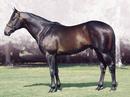 _shadwellstud_com_stallions_other_hamas_images_Hamas-Ext.jpg