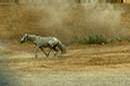 _nomorebush_premiumfinder_com_war-gallery_iraq-horse.jpg