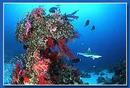 _redsea-diving_info_welcome__pages_plaatjes_welkom_pages_sudan.jpg
