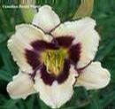 _cedarridgegardens_com_daylilies_Daylily_Canadian_Border_Patrol.jpg