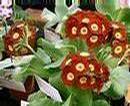 _users_totalise_co_uk_~viv.pugh_auriculas_border_border_patrol.JPG