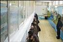 _thewe_cc_thewei__26__26_images4_2006_war_photos_january_nitzan-prison_detainees.jpe