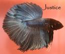 i9_photobucket_com_albums_a100_LuvMyBetta_My_Bettas_Justice.jpg