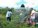 newport-refugees_org_uk_images_Allotment-1-reduced.jpg